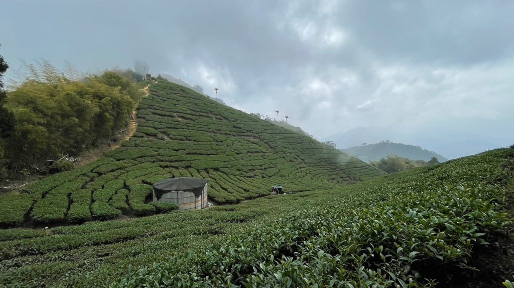 230416-小百岳#057 梨子腳山。18禁-竟能在茶樹上偶遇黑線黃尺蛾。美美兔O繞走成8字。_2117341