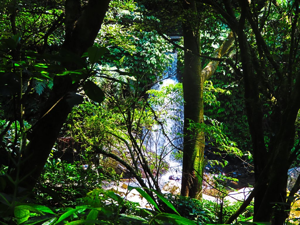 夏日水圳古道之旅：走坪頂古圳步道消暑去_637490