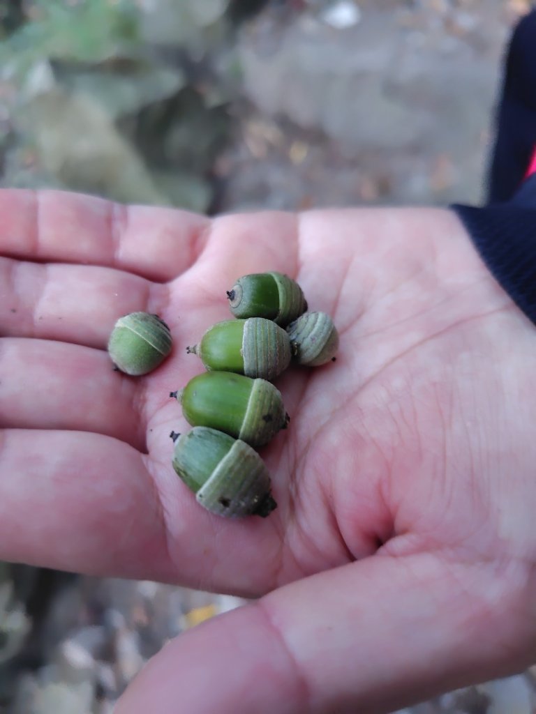 唐麻丹山 蝴蝶谷_2918775