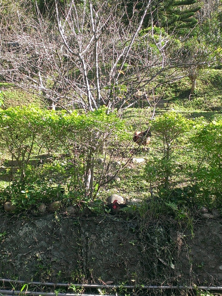 百吉林蔭步道之順道看看石門水庫_249301