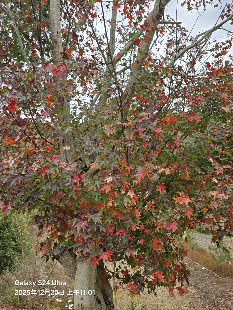 2025-12-20橫龍古道_2967572