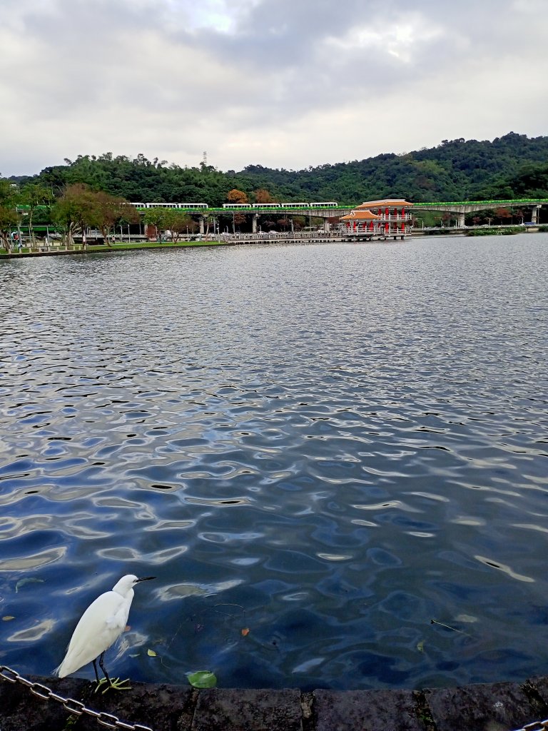 湖光山色、燈火輝煌的大湖公園【齊心鞋力, 益起行走】_1984552