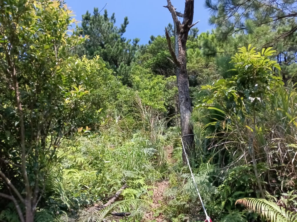 汐止區火燒坪山+車坪寮崙+五指山前峰O型_2857925
