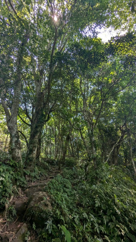 關刀山步道 (出關古道：聖關段)_2532861