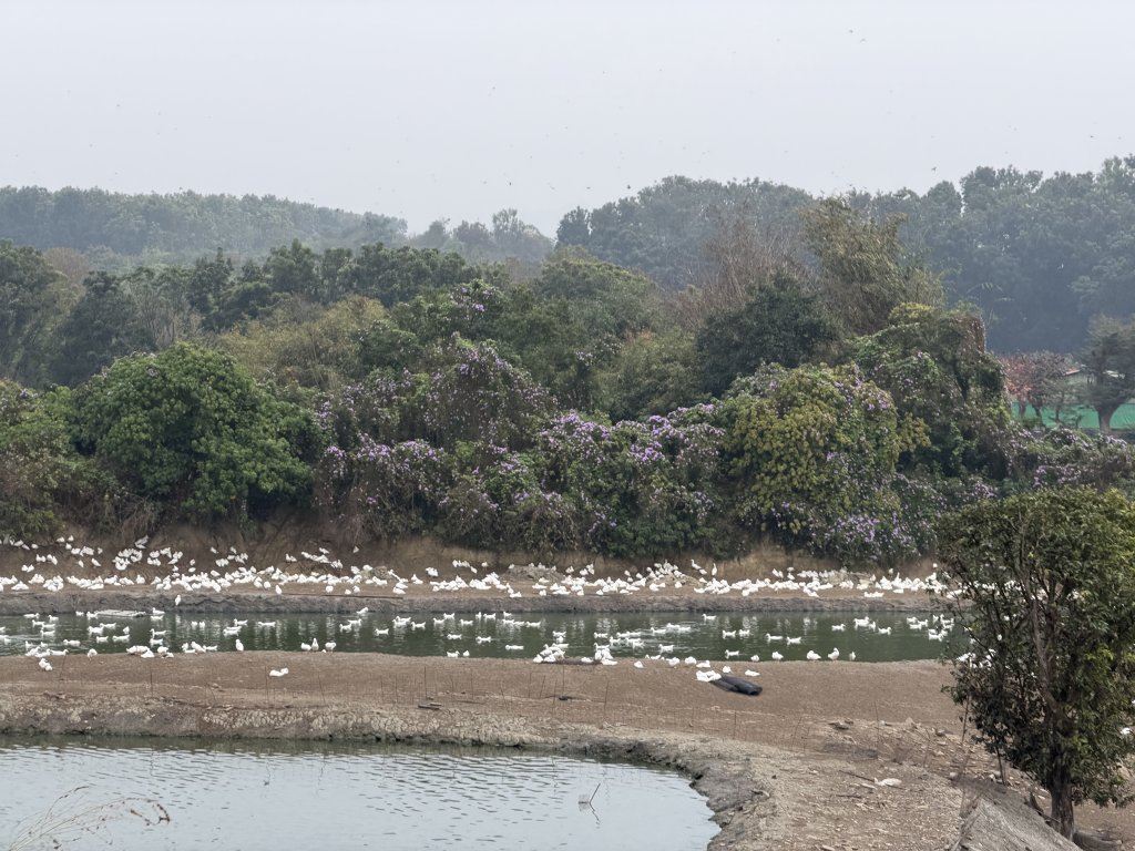 [山海圳_大圳之路_第一段] 2026_0228 茄拔天后宮_南湖口_曾文溪渡槽橋_3009206