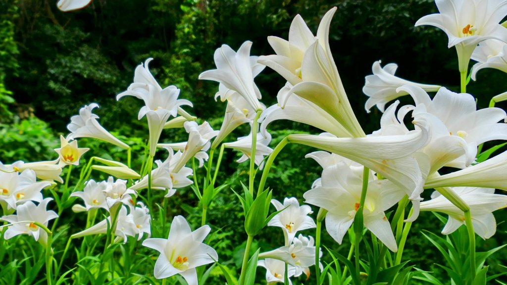 白石湖沒有百合花。晶片關稅_2781541