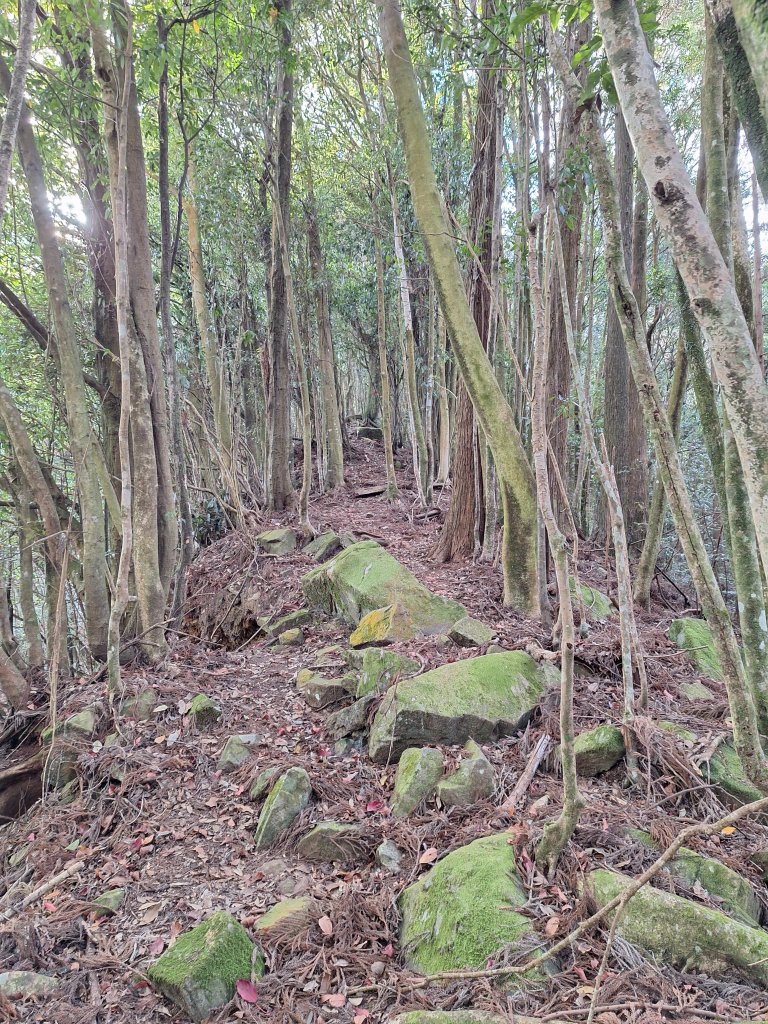 盡尾山20251225_2971994