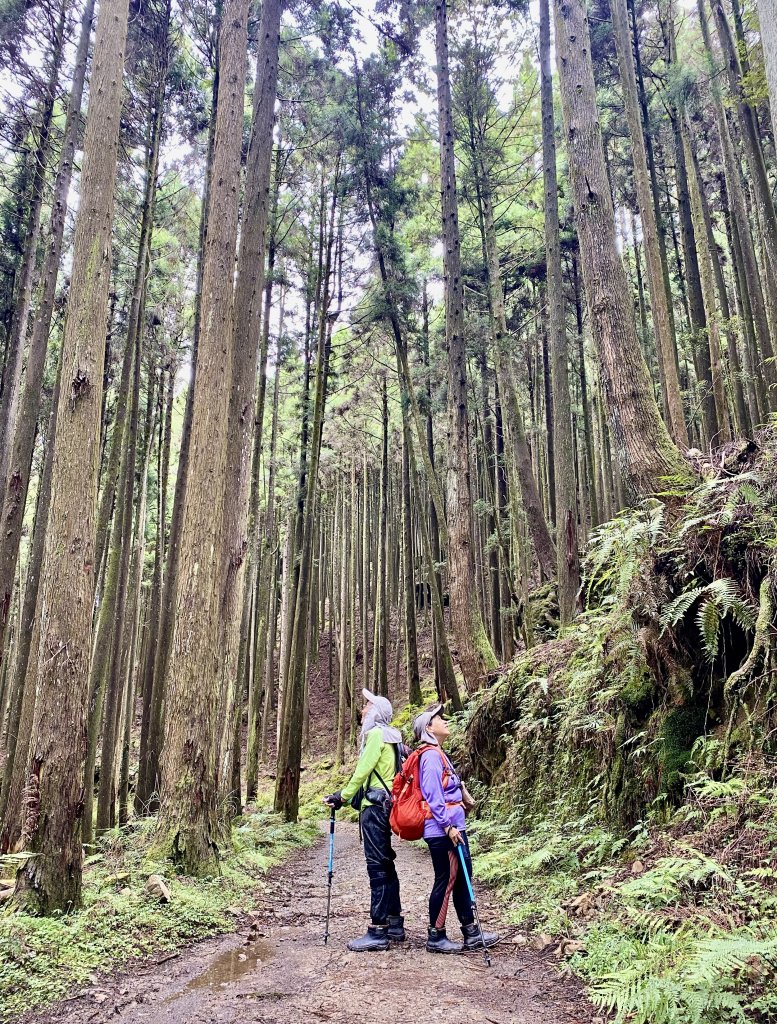 石山引水道--一條媲美特富野古道的路線    2022.8.3封面圖