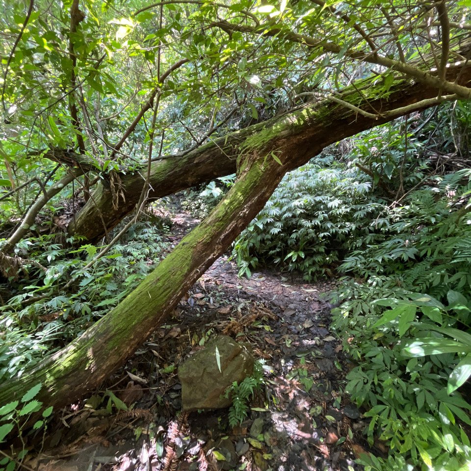 20250822_九份二山（南投小百岳）_2941184