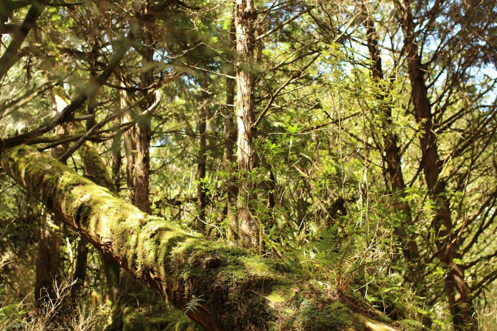 太平山檜木原始林步道封面圖