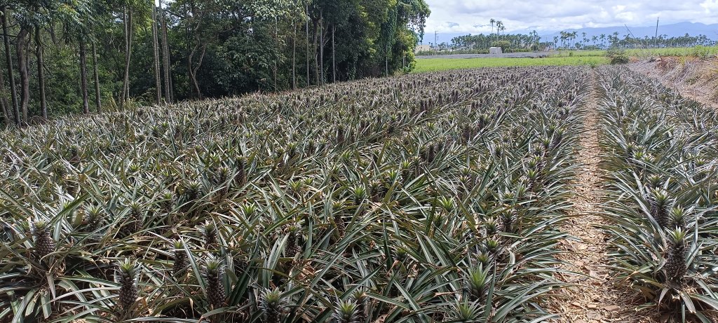 20220625_橫山+山湖步道_1744184