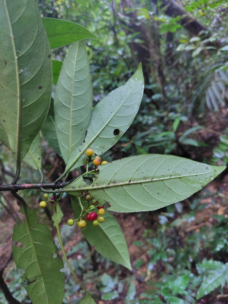 鳳鳴古道 鳳鳴山 南隘勇（南長城）古道 三湖山 八達嶺（龍骨）古道 綠色古道 延平古道_2975120