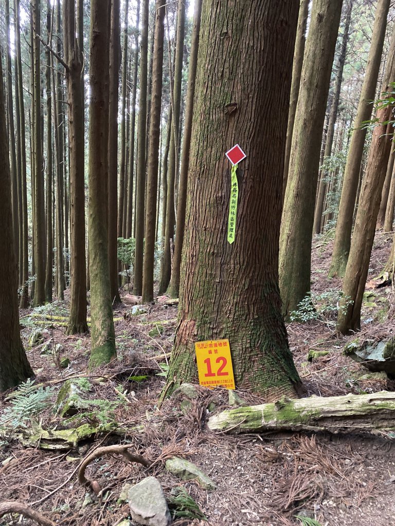 苗栗-加里山 杜鵑嶺_869179