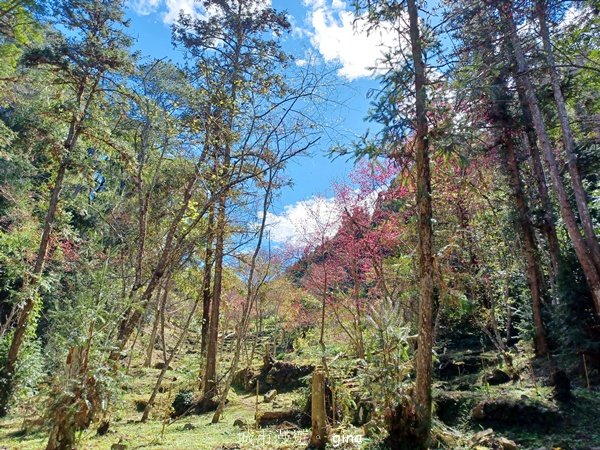 【台中和平】森林步道悠閒走。 八仙山森林遊樂區步道群封面圖