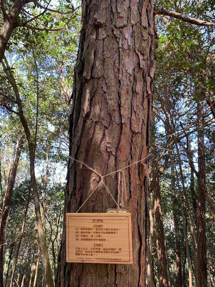 蓮華山古道群_飛龍登山步道、戴熙古道、採茶古道、進香古道、迴龍古道_2063341