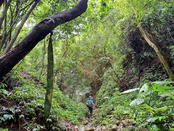 【台中霧峰】低海拔生態林相悠美。 奧山步道、桐林花廊步道、樟樹林步道、北坑溪步道O繞封面圖