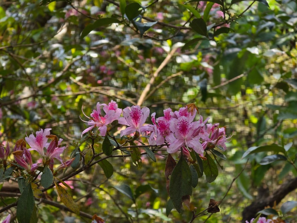 谷關松鶴橋對面的德芙蘭生態步道順登東卯山西南峰_2748315