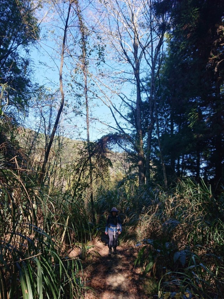 水漾森林、鹿屈山O走_2461721