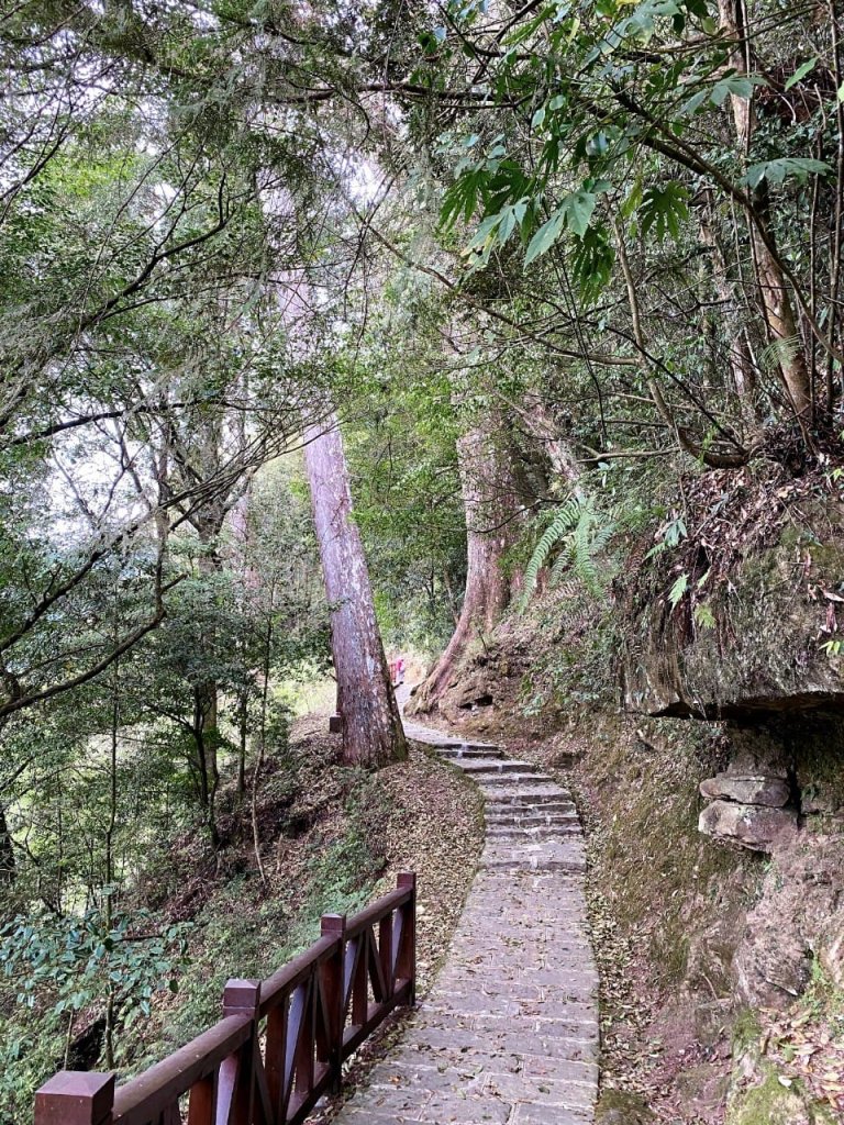 1130331阿里山-大塔山(小百岳)_2469034