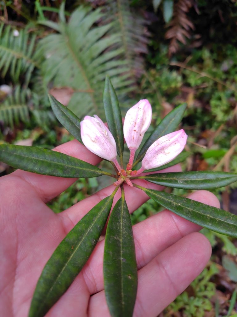 姑子崙山_2759214