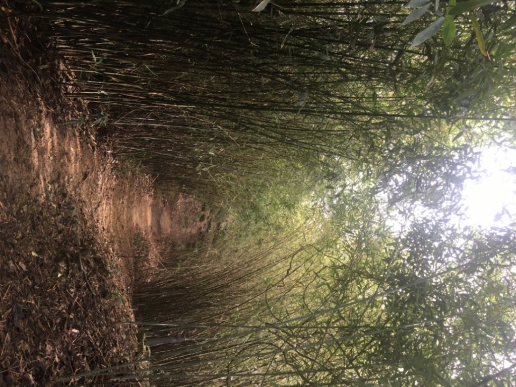 大棟山縱走 （鶯歌車站→ 樹林車站）_2245369