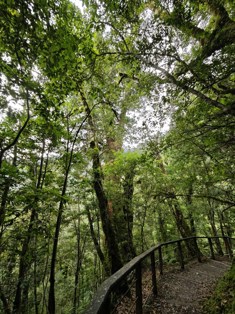 2025_0713 拉拉山神木群步道_2837427