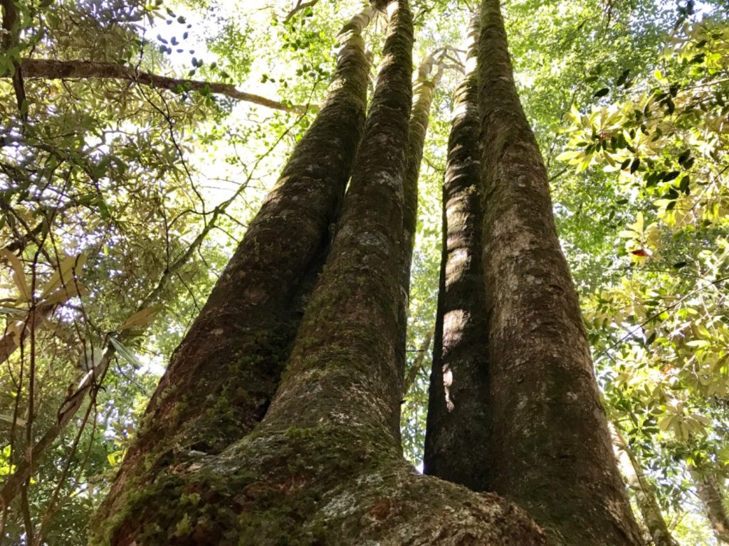 鳶嘴西稜環走鳶嘴山_1519861