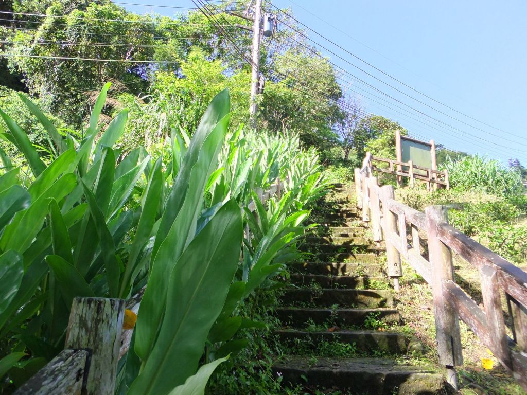 野薑花溪步道_387566