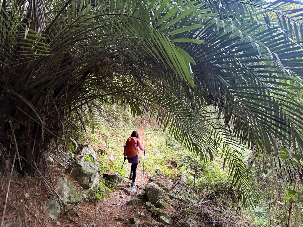 回程下雨的 松鶴上 八仙山 20251025封面圖