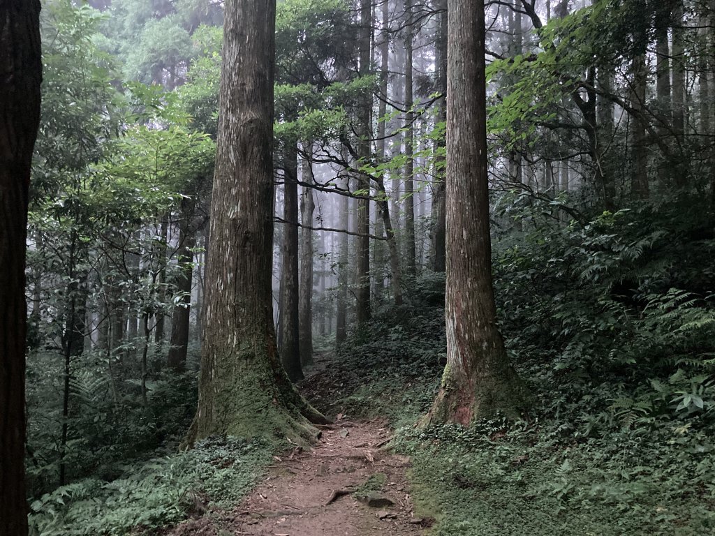 東眼山自導式步道_2320195