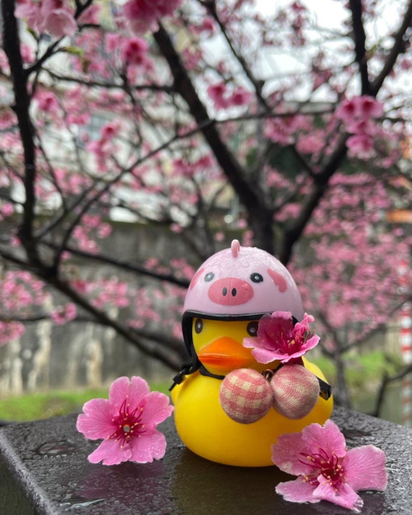 雙湖賞櫻🌸封面圖
