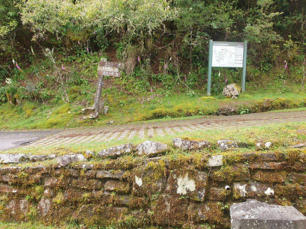 20220715鹿林前山、鹿林山、麟趾山、東埔山_1774856