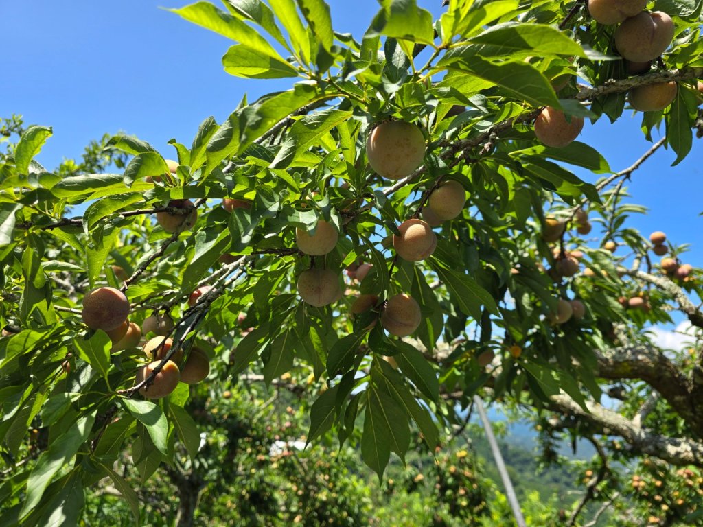 夏日的馬那邦山_2786832