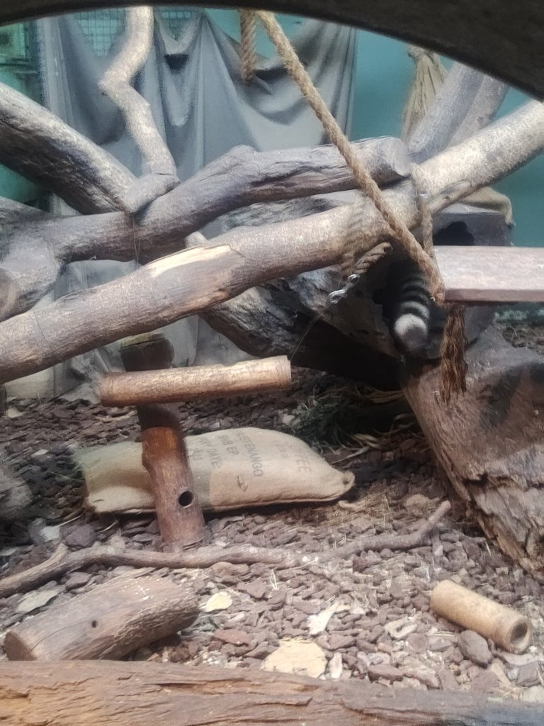 台北動物園_2664066