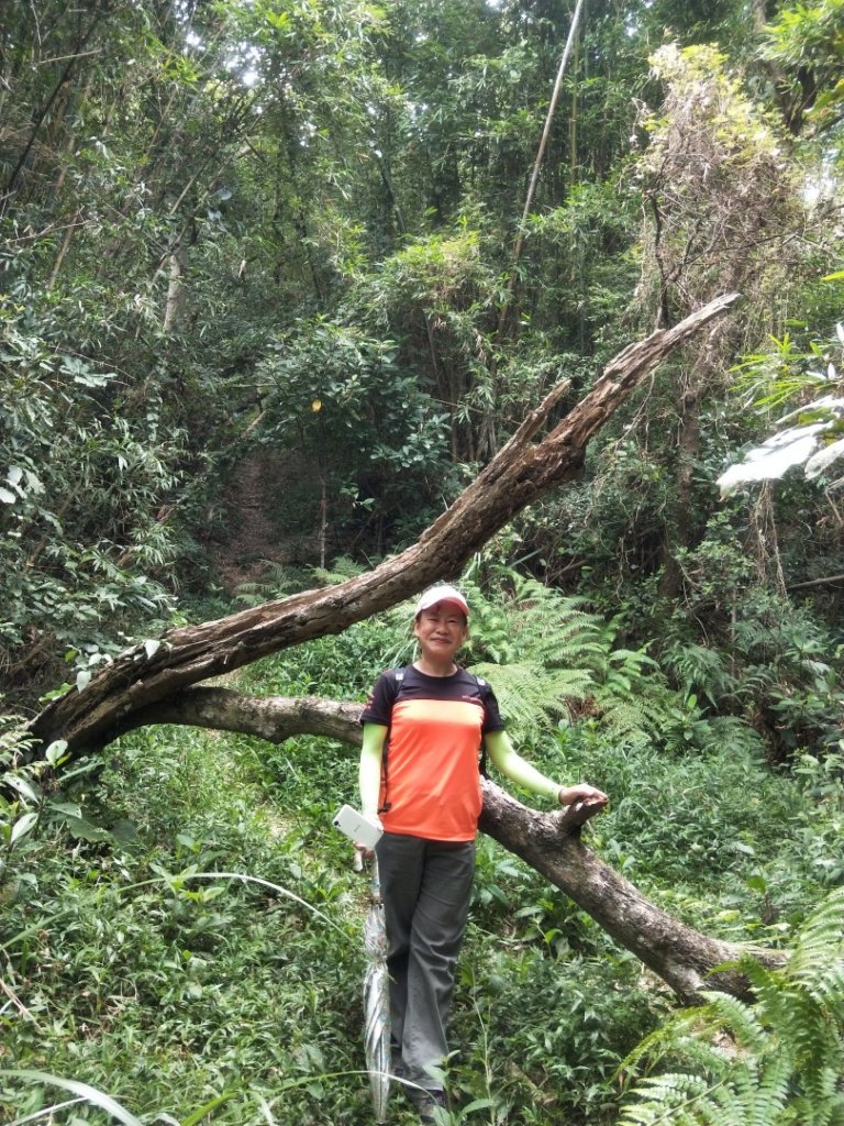 《重遊桃園蘆竹五酒桶山步道、南崁山》_1039680