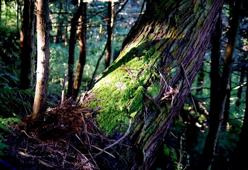 山風15度C吹拂 ~ 合歡溪 步道_1551761