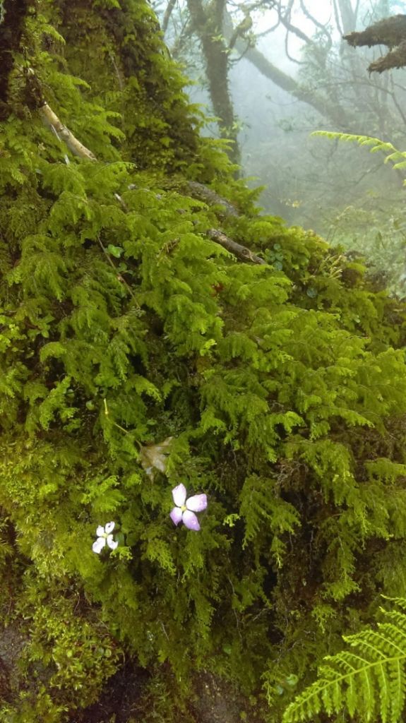 蘭陽五嶽之首～阿玉山_411259