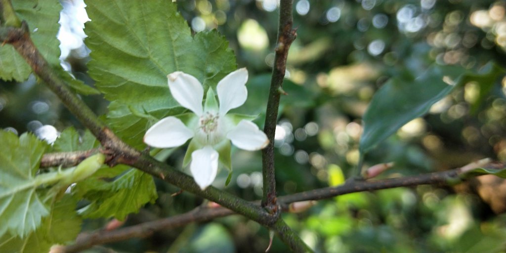 大屯自然公園，菜公坑山，巴拉卡山，逛逛趣_1275538