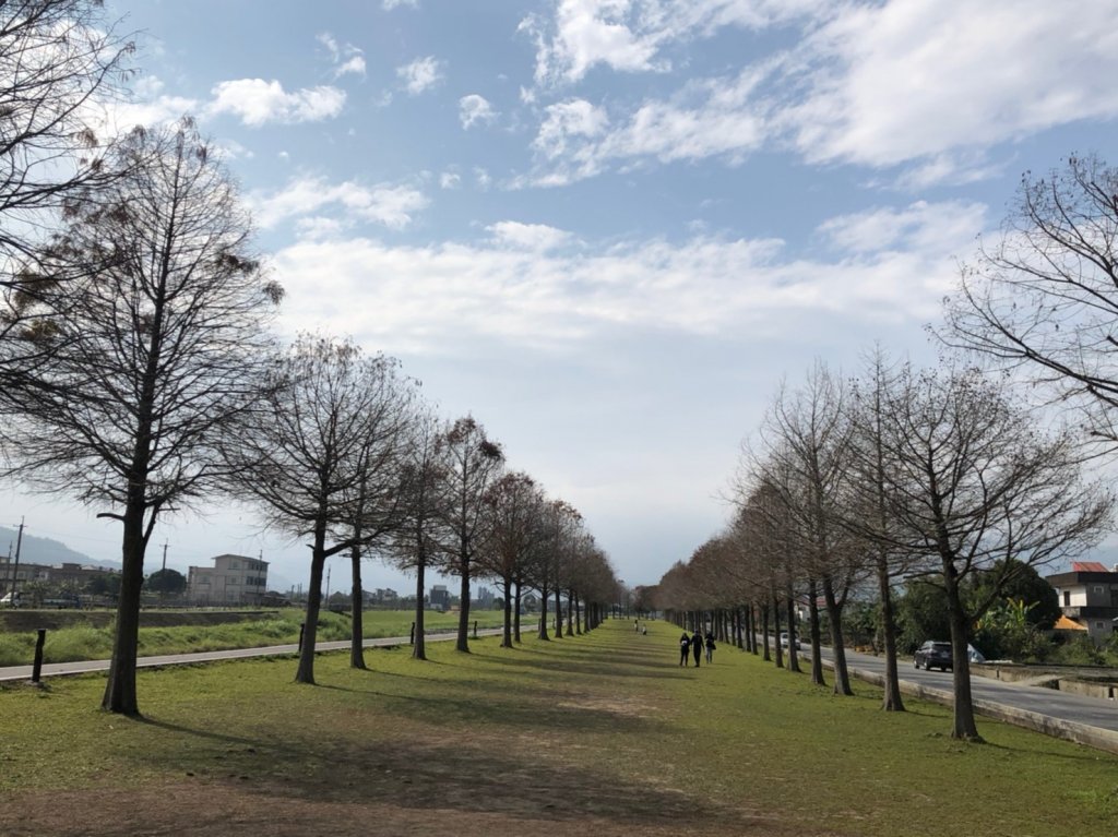 宜蘭縣三星鄉安農溪畔落羽松秘境封面圖