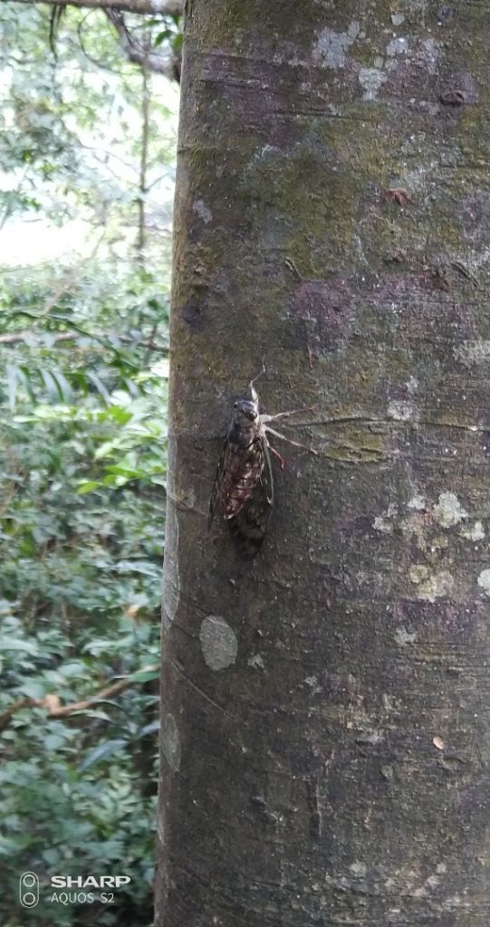 九龍山峰頭尖東峰臭頭山中央尖慈恩嶺o型_352871