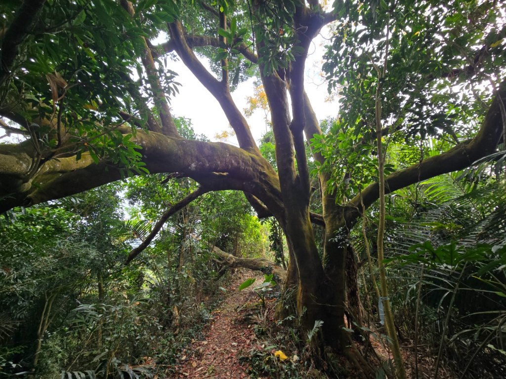 風空子山_2983215