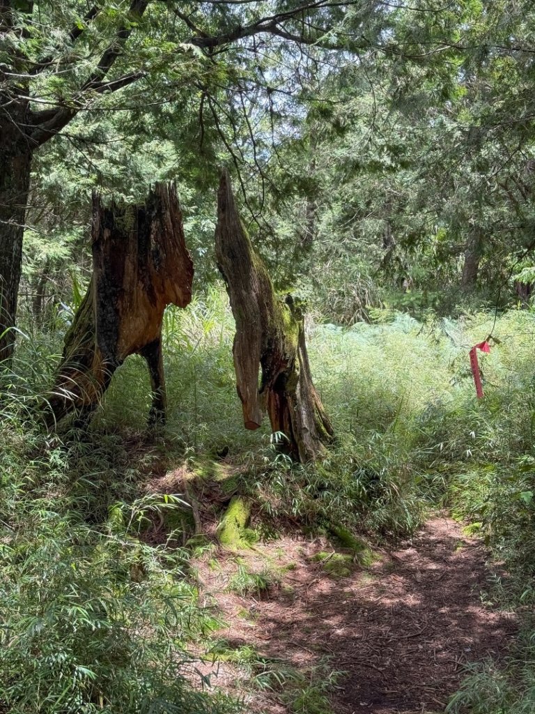 鹿屈山-杉林溪賞花趣_2816477