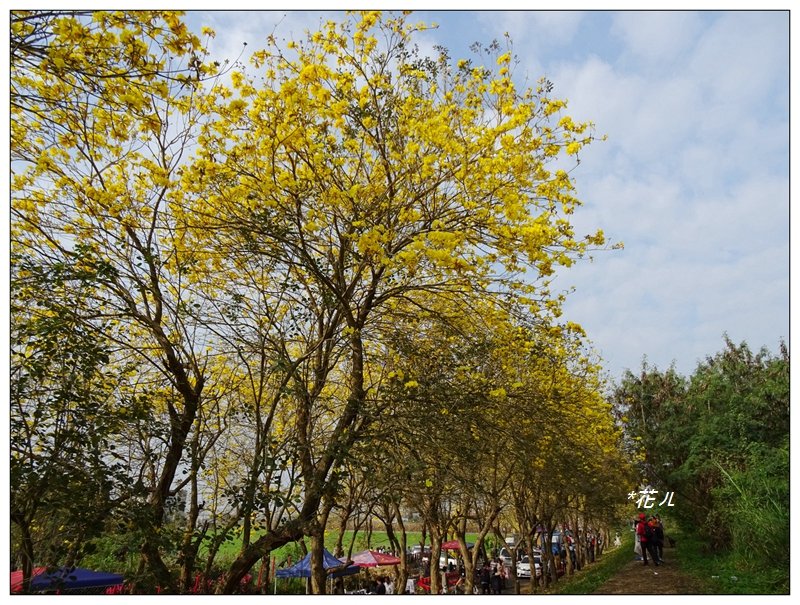 嘉義/朴子溪風鈴木_874425