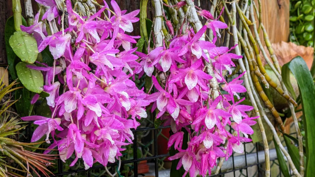 大尖山的小花_2471050