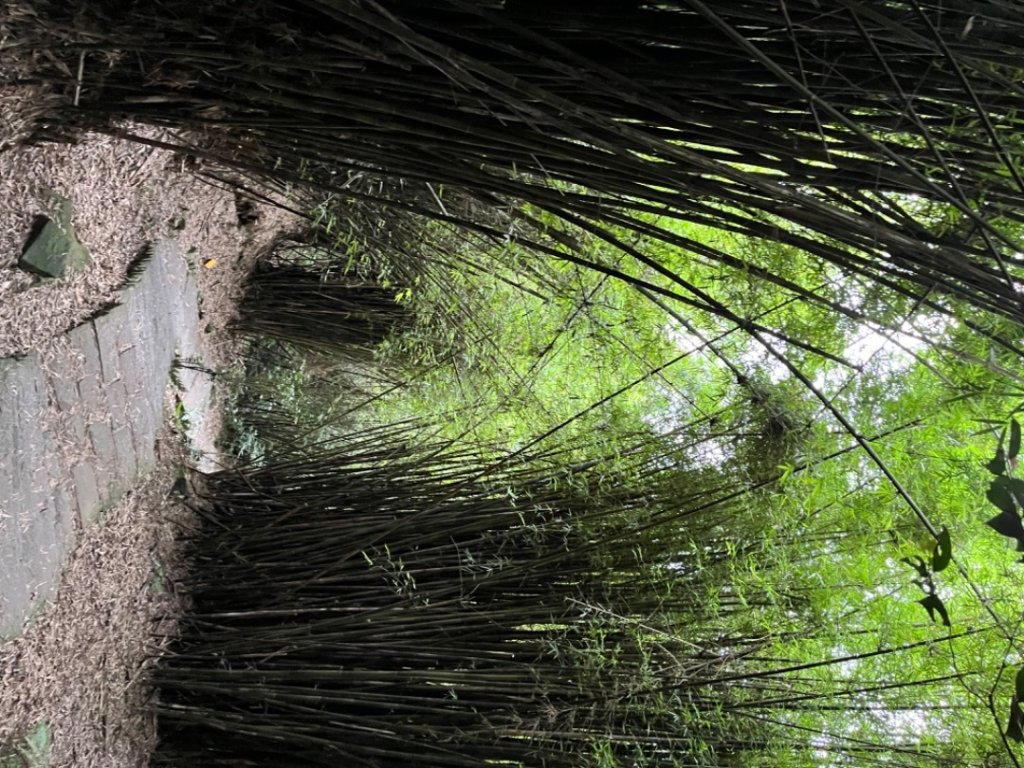 觀音山硬漢嶺_2532195