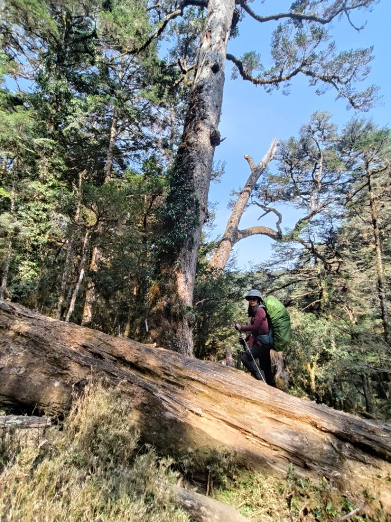 20240322 馬博8天縱走~第七天，馬西山，喀西帕南山_2471530