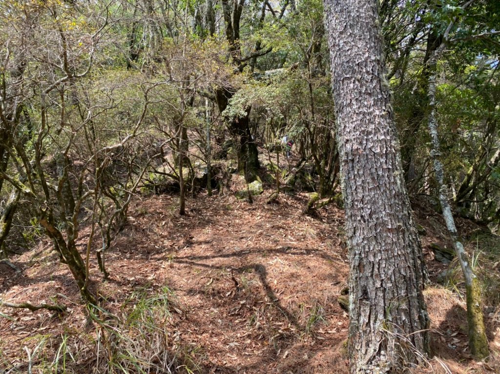 2021-03-28屏風山單攻，111.2K最新登山口去與回_1337646