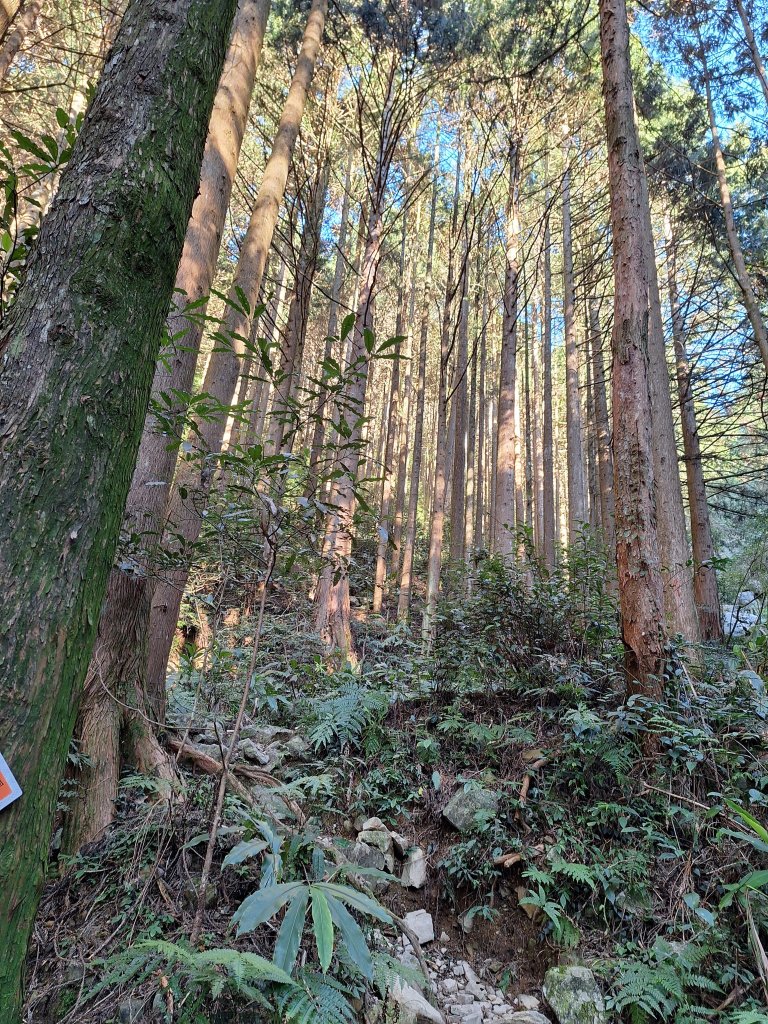 稍來神木+稍來山+稍來山南峰O型20241229_2678968