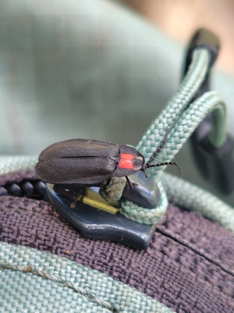 沙里仙林道、沙里仙溪、同富山/埔沙山、東埔山、阿毛巨木_2812700