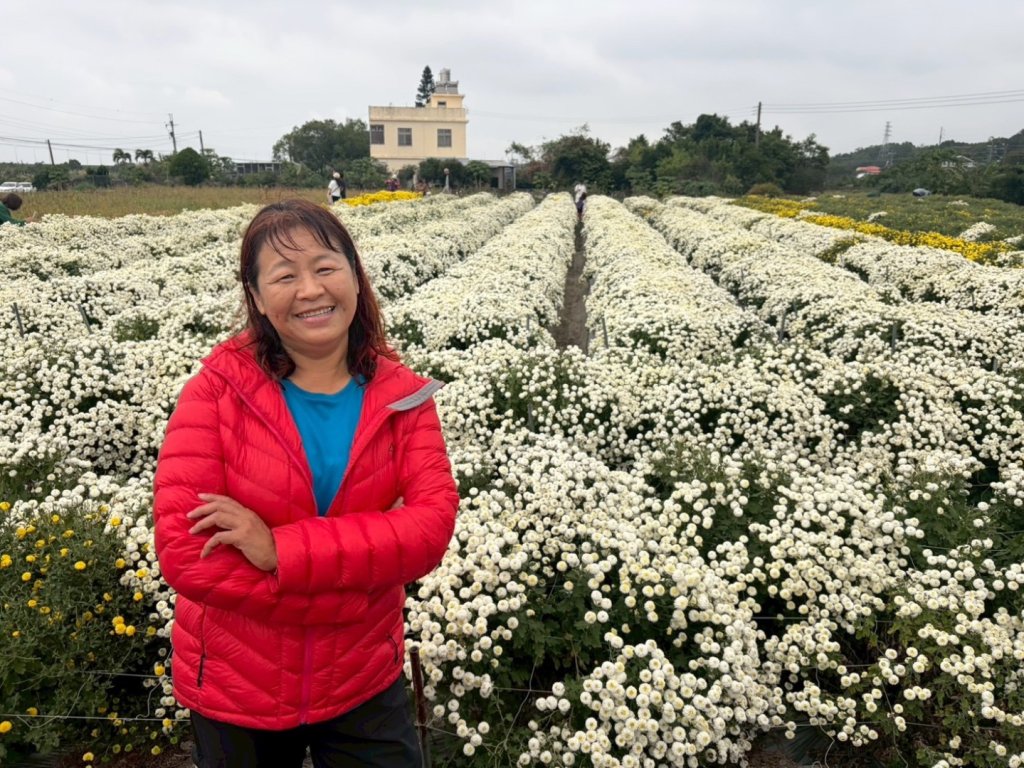 苗栗出磺坑古道、銅纙坑菊_2951550